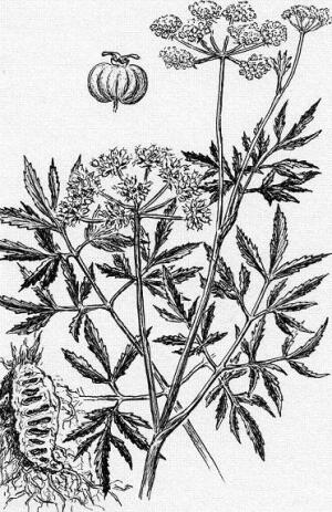 Вот она, коварная цикута!.. (рисунок автора)