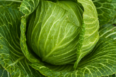 Капуста огородная. Как вырастить, отстегнуть и нарубить?