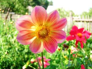 Какие цветы посадить на даче?