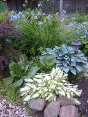 Сад белых камней, в котором растут синие растения 