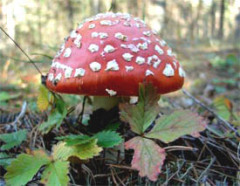 Полезен ли мухомор?