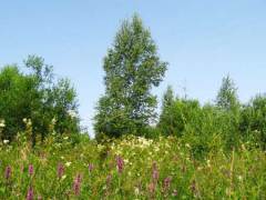 Летнее разнотравье