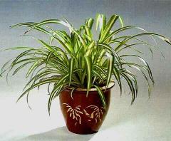 Как растения очищают воздух и воду?