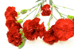 «Что ж вы теперь из сумрака зовёте?» День национальной скорби российских немцев