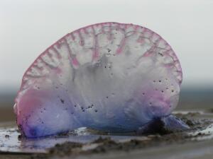 Куда плывёт «португальский кораблик»?