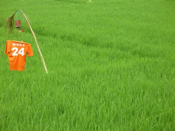 Рисовые поля на Бали