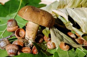 Тест-определитель по
лесным грибам. Знаете ли вы их?
