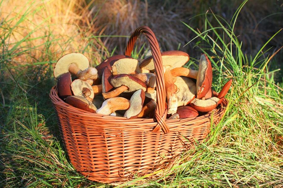 https://ru.depositphotos.com/49948441/stock-photo-mushrooms-in-basket.html