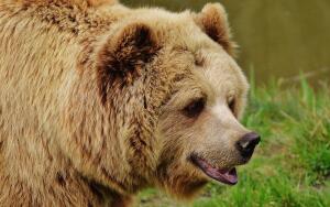 Тест: что вы знаете о медведях?