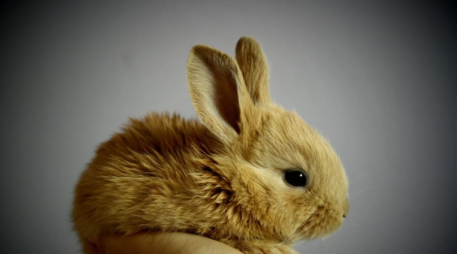 Что вам известно про кроликов – символ наступившего 2023 года? 