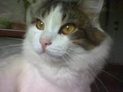 Михаил Окулов