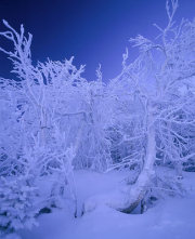 Аделина Силина