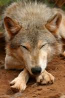 Степан Волков