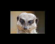 Раиса Близнюк