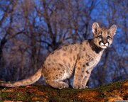 Владимир Обин