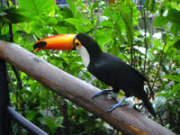 barbariska barbariska