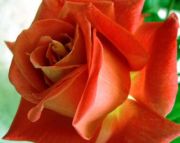 Витаутас Люкпетрис