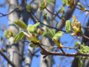 Мария Морозова