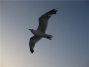 Елена Аболина