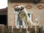 Александр Чистопольский