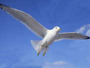 Ирина Чайка