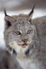 Роман Симаков