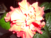 Изабелла Виноградова