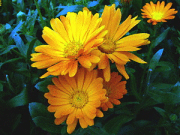 Евгения Комарова