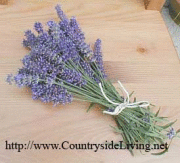 Лаванда Английская