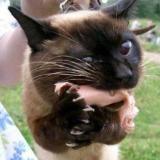 Саша Ивашкевич