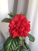 Лео Короливна