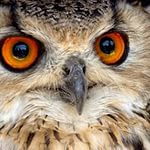 Мария Абрамова