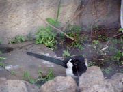 Ирина Сорока