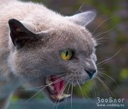 Алекс Ивыкин