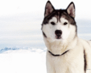 Владимир Урбанов