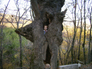 Наталья Гук