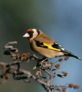 Алексей Грищенко