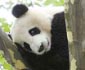 Панда Ленивая
