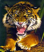 Павел Харчишин