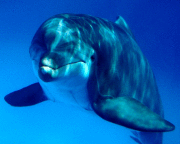 Наталья Милейко