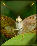 Анна Абакумова