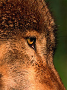 Влад Енбулаев