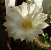 Ира Черемных