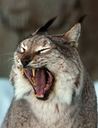 Аркадий Чагадаев