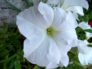  Зарина Мамытбекова