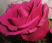 Оксана Арефьева